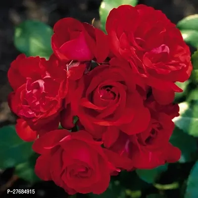 Zomoloco Red Rose75 Rose Plant-thumb0