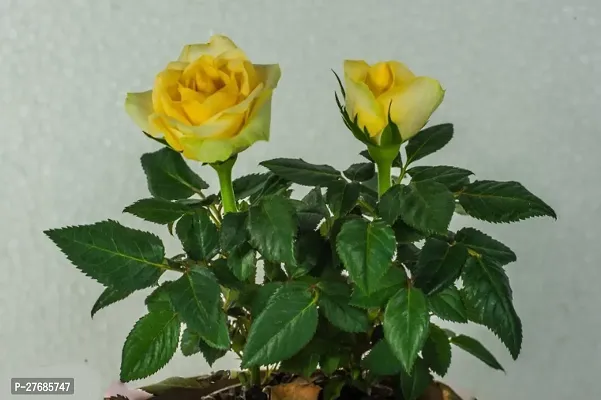 Zomoloco Rose Planthybred Teay Cfo199 Rose Pl-thumb0