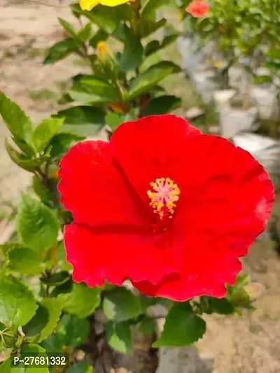 Zomoloco Hx11 Hibiscus Plant-thumb0