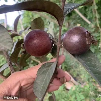 Zomoloco Red Hybrid Gouva Guava Plant-thumb0