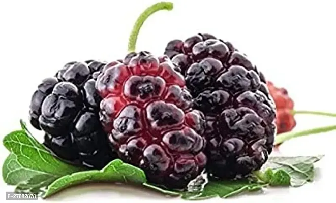 Zomoloco Mulberry Fruit Plant Shahtootmulberry Pl-thumb0