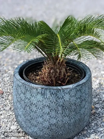 Zomoloco Cycas Revoluta Plant Live Plant Cf1121