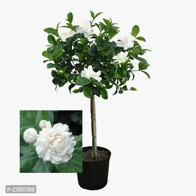 Zomoloco Arabian Jasmine Beli Flower Mogra