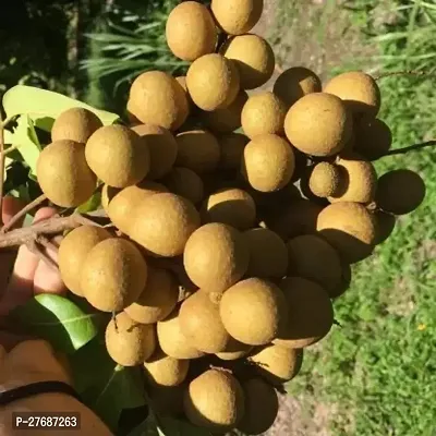 Zomoloco Rare Dwarf Longan Fruit Plant Thailand V