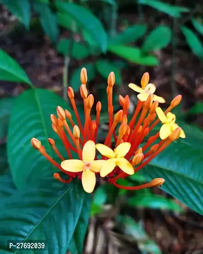 Zomoloco Trothic Ixora Chethi Yellow Plant Live Fl