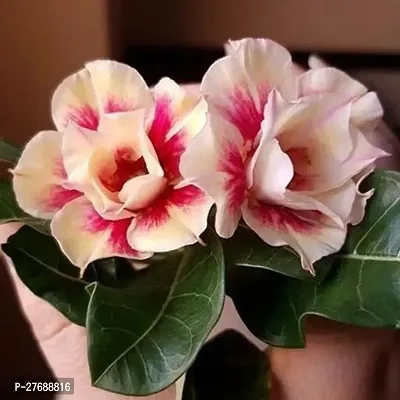 Zomoloco Air Layered Adenium Plant Live Plant Cf3-thumb0