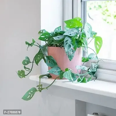 Zomoloco Broken Heart Indoor Plant With Air Purify