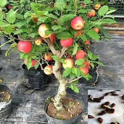 Zomoloco Kashmiri Apple Grafted Plants Live Plant-thumb0