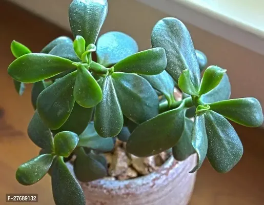 Zomoloco Jade Live Plant Good Luck Plant Cf1411-thumb0