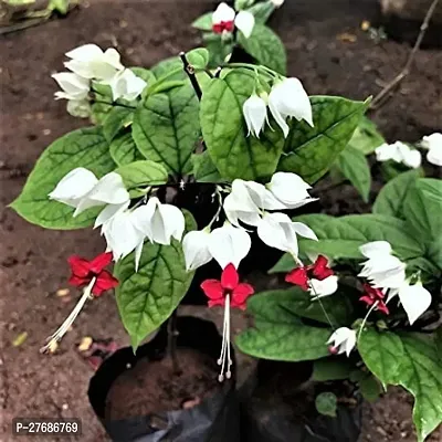 Zomoloco Live Rare Bleeding Heart Vine White Cler