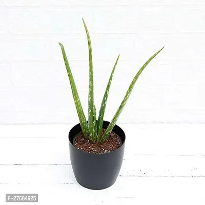 Zomoloco Aloe Vera Succulent Plant Aloe Vera Pla-thumb0