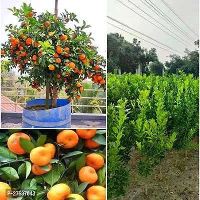 Zomoloco Live Dwarf Darjeeling Orange Plant For Ga