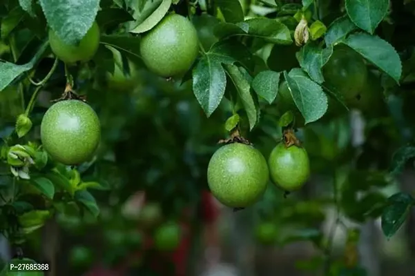 Zomoloco Air Layered Passion Fruit Plant Live Plan