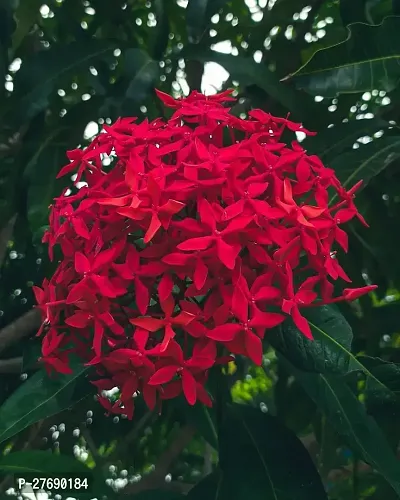 Zomoloco Trothic Ixora Chethi Red Plant Live Flowe