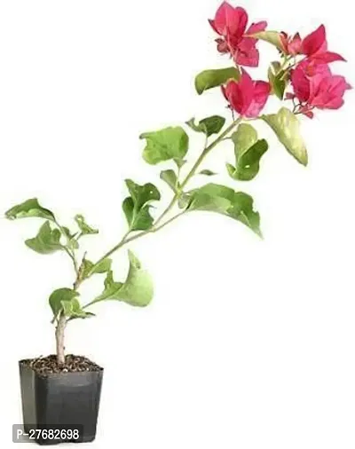 Zomoloco A111 Bougainvillea Plant-thumb0