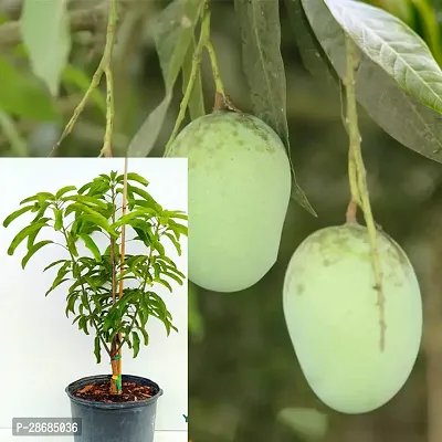 Zomoloco Mango Plant GGh1 Mango plant-thumb0