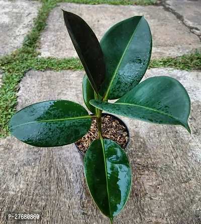 Zomoloco Live Rubber Plant For Indoor Home Decorat