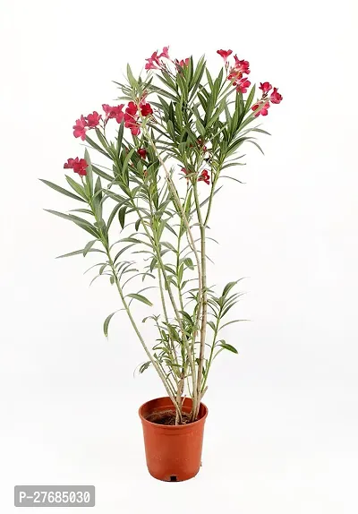 Zomoloco Oleander Red Plantcfa373 Oleander Plan-thumb0