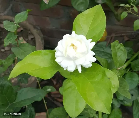 Zomoloco Arabian Jasmine Double Petal Live Flower-thumb0