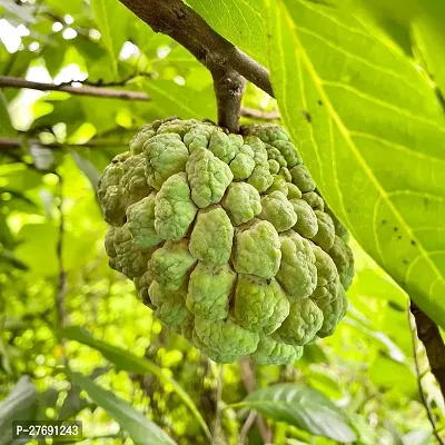 Zomoloco Custard Apple Live Plant Cf00311 Custar-thumb0