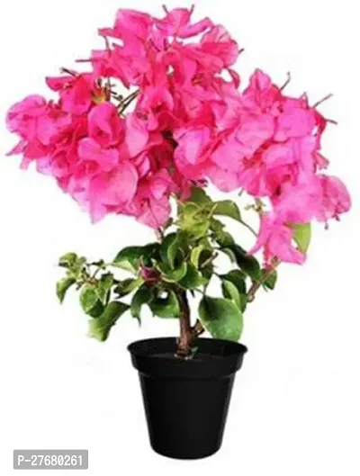 Zomoloco Bougainvillea Pink Indoor Flower Plant Ba-thumb0