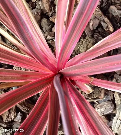 Zomoloco Cordyline Plant Cordyline Plant