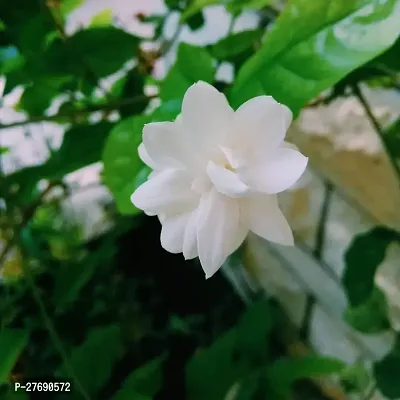 Zomoloco Arabian Jasmine Double Petal Live Flower-thumb0