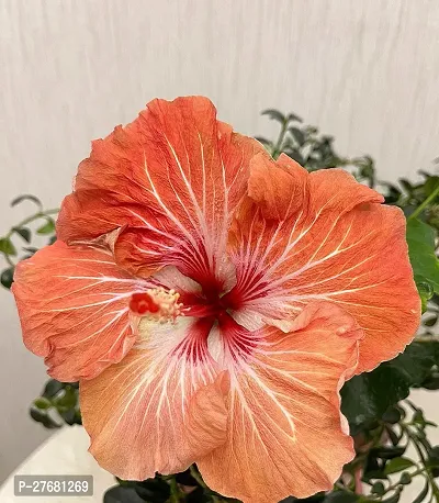 Zomoloco Hibiscus Hybrid Live Flower Plant Disha