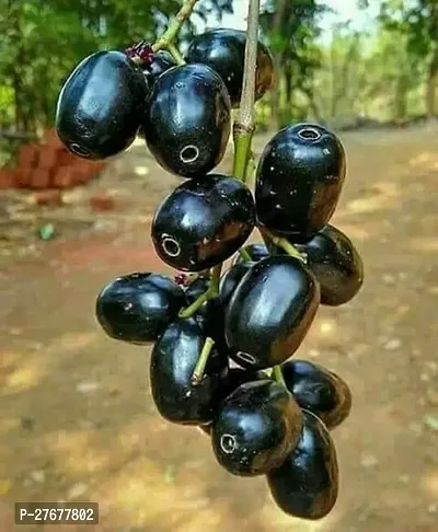 Zomoloco Thai Black Jamun Plant