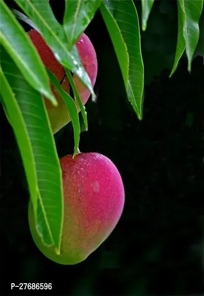 Zomoloco Mv01 Mango Plant