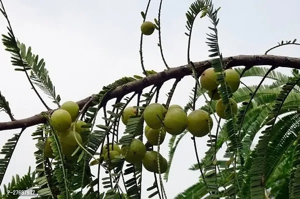 Zomoloco Amlaamlakiindian Gooseberry Big Fruit