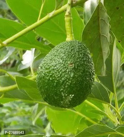 Zomoloco Avocado Plants Live Plantcf461 Avocado