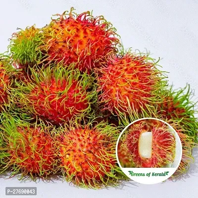 Zomoloco Rare Red Rambutan Hybrid Exotic Fruit See