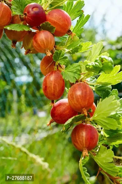 Zomoloco Red Amlaamlakiindian Gooseberry Big Fr