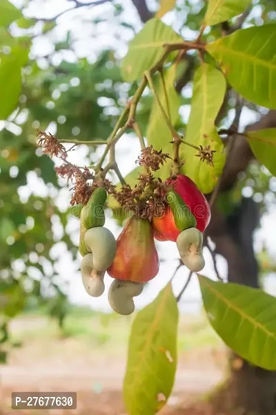 Zomoloco Cashewnuthybrid Plant0176 Cashew Apple P