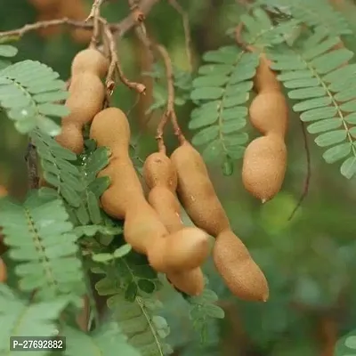 Zomoloco Hybrid Thai Sweet Tamarind Plant Live Pla-thumb0