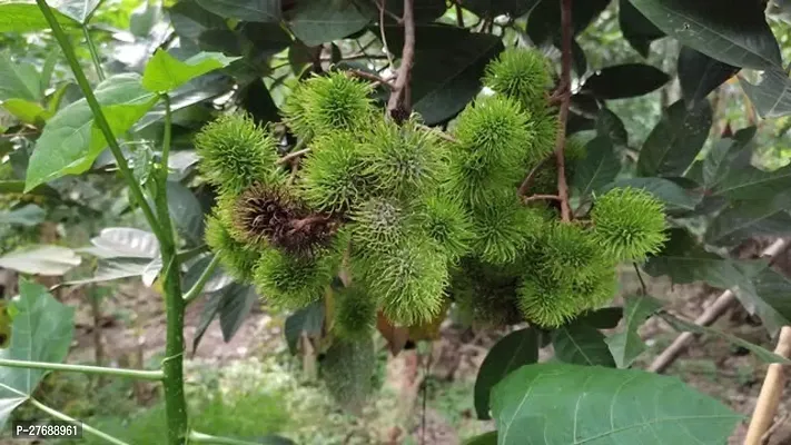 Zomoloco Rare Yellow Rambutan Hybrid Exotic Fruit