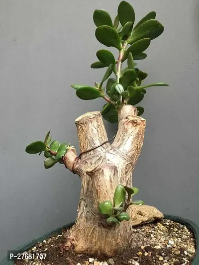 Zomoloco Jm11 Jade Plant-thumb0