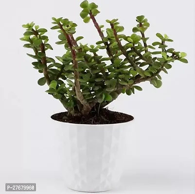 Zomoloco Jade Jade Plant-thumb0