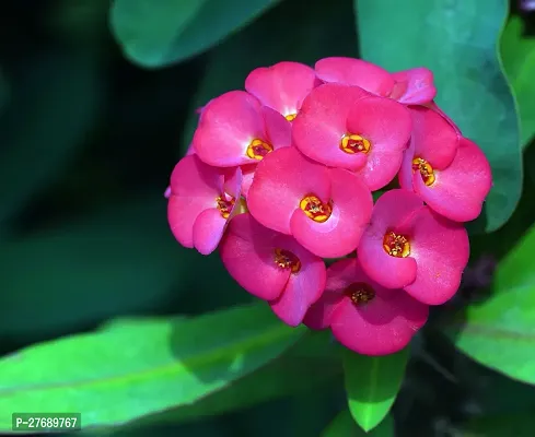 Zomoloco Euphorbia Mili Crown Of Thorns Live Flow