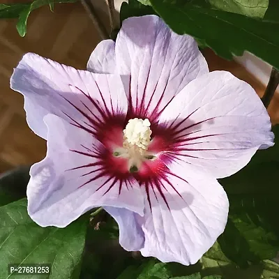 Zomoloco Hibiscus White Live Flower Plant Disha9