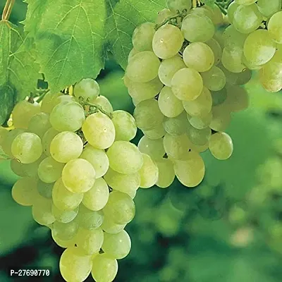 Zomoloco Air Layered Grapes Angoor Live Plant C-thumb0