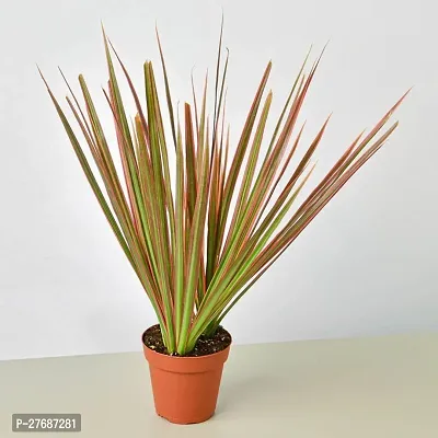 Zomoloco Live Air Purifying Red Edged Dracaena Mar