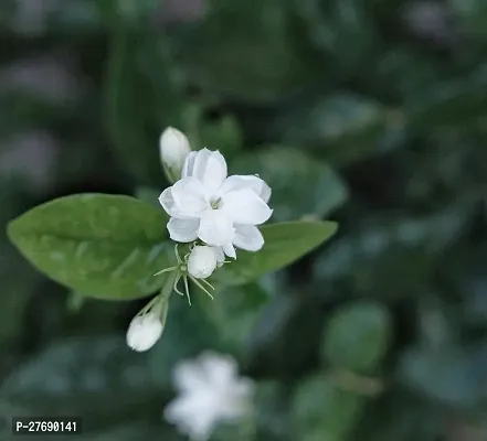 Zomoloco Arabian Jasmine Double Petal Live Flower