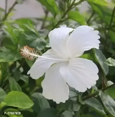 Zomoloco Live White Hibiscus Best Attractive Flo