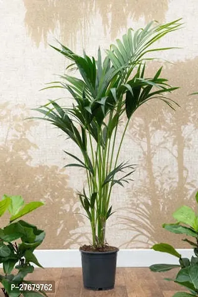 Zomoloco Areca Palm Areca Plam-thumb0