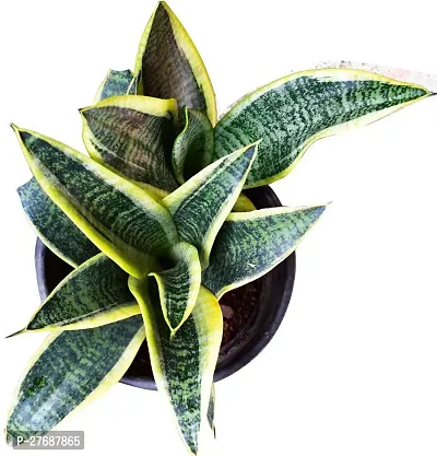 Zomoloco Snake Plant For Home Decorations Best For