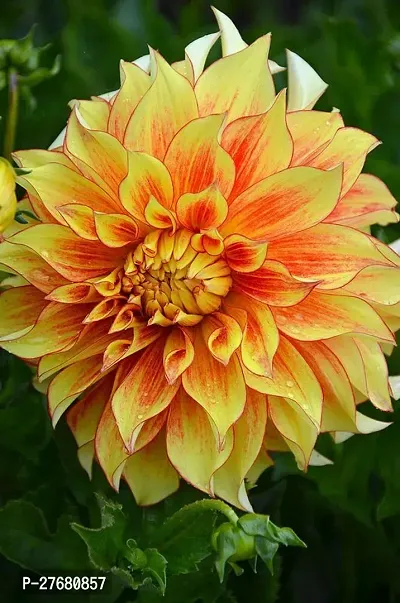 Zomoloco Dahlia Plant 26 Dahlia Plant-thumb0