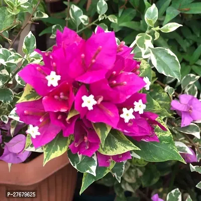 Zomoloco Bougainvillea Plant Kagaj Flower Live Pl-thumb0