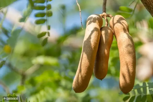 Zomoloco Tamarind Plant BSDFY125-thumb0